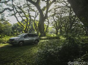 Ini Hutan Dongeng ala Selandia Baru tapi di Banyuwangi