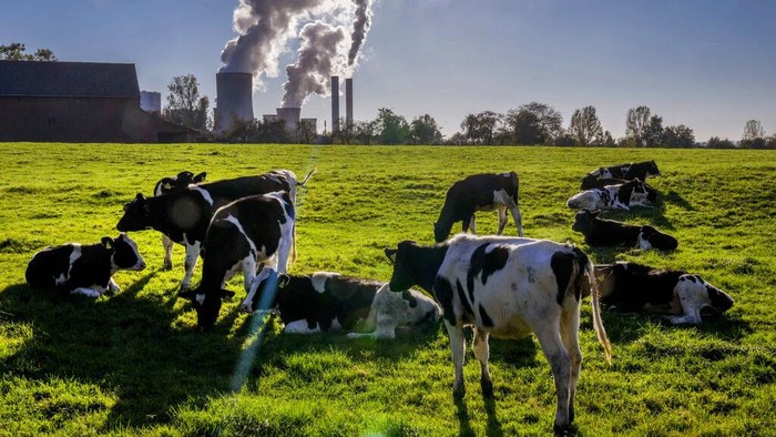 FILE - Cows gather near the coal-fired power station in Niederaussem, Germany, Oct. 24, 2021. Global carbon pollution this year has bounced back to almost 2019 levels, after a drop during pandemic lockdowns. A new study by climate scientists at Global Carbon Project finds that the world is on track to put 36.4 billion metric tons of invisible carbon dioxide. (AP Photo/Michael Probst, File)
