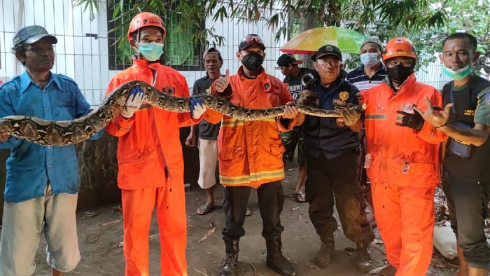 Ular piton dan 33 anaknya ditangkap dari belakang kampus UNISKA Kediri. Ular tersebut cenderung agresif karena berusaha menjaga anak-anaknya.