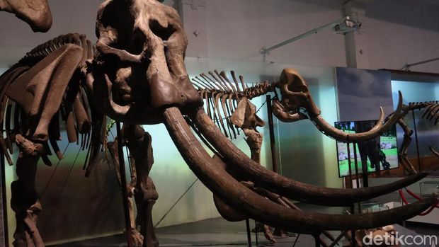 Yuk Berwisata Sejarah ke Museum Geologi Bandung