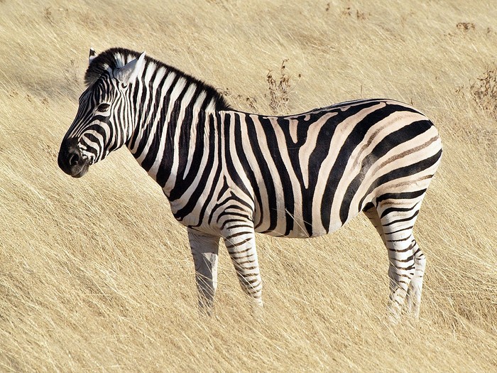 Zebra di Etosha National Park, Namibia, Afika.