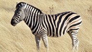 Kenapa Zebra Tidak Bisa Ditunggangi dan Dipelihara?