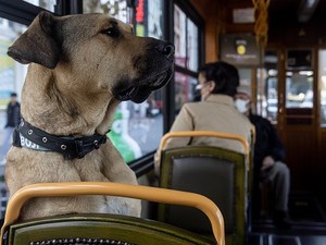 Anjing Boji Hobi Naik Angkutan Umum, Jadi Idola Masyarakat Turki