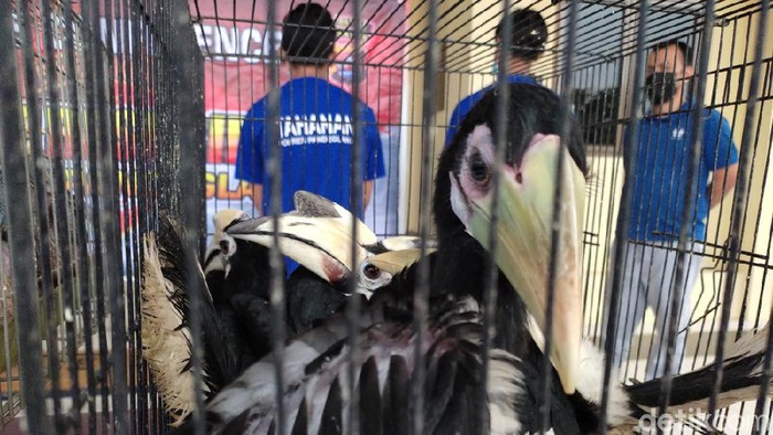 Burung Endemik Pandeglang