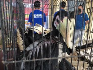 2 Pria Pandeglang Dibui Gegara Jual Burung Endemik Via Medsos