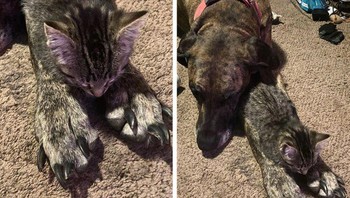 Kaki kuncing ini ternyata.... Foto: Reddit via Brightside