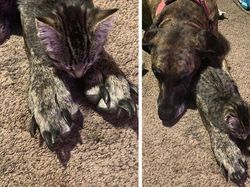 Waspada! Lihat Sekilas Foto Ini Bikin Mata Tertipu