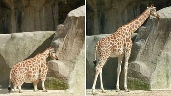 Jerapah pendek dan gemuk? Ini cuma editan Photoshop. Jadi, jangan gampang percaya dengan yang viral-viral ya. Karena semua bisa diedit dengan software. (Foto: Boredpanda)