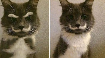 Binatang yang memiliki tampang lucu dan aneh akan cepat menjadi viral di dunia maya. Seperti foto kucing ini, yang memiliki kumis serta alis. Faktanya, kucing ini sebenarnya tidak memiliki alis seperti gambar di sebelah kiri. Alis tersebut merupakan hasil rekayasa. (Foto: Boredpanda)