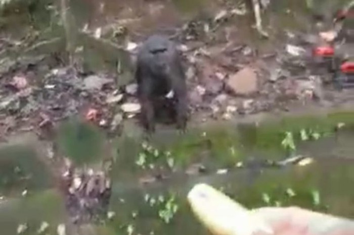 Kera jenis Macaca maura mendapat makanan dari pengendara roda empat yang melintas di kawasan Karaenta, Kabupaten Maros, Sulsel. ANTARA/Suriani Mappong