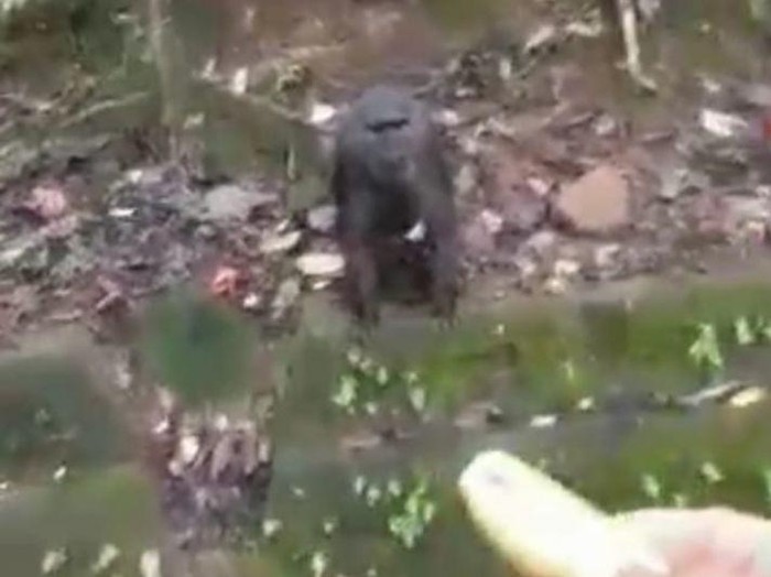 Kera jenis Macaca maura mendapat makanan dari pengendara roda empat yang melintas di kawasan Karaenta, Kabupaten Maros, Sulsel. ANTARA/Suriani Mappong
