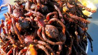 Pernahkah kamu membayangkan makan tarantula sebelumnya? Tapi tarantula sudah jadi cemilan populer di Kamboja. Serangga tersebut dioleh dengan cara digoreng kering. Foto: Listaka