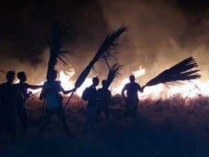 Masih Diusut, Ini Dugaan Awal Sebab Kebakaran Pulau Rinca Habitat Komodo