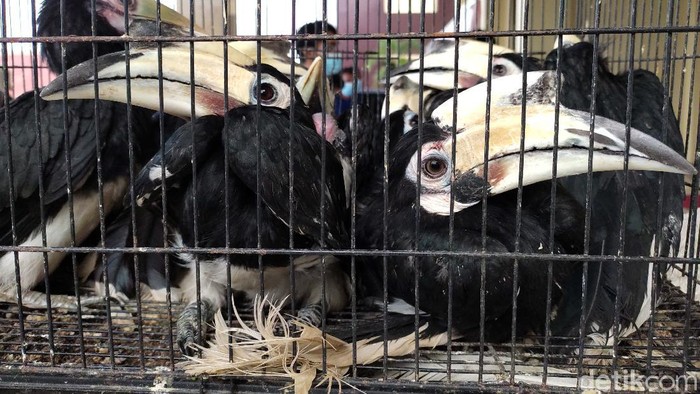 Polisi Amankan Burung Endemik yang Dilindungi Polres Pandeglang mengungkap kasus perdagangan puluhan burung endemik dilindungi. Pelakunya DH (35) serta LH (21) warga Cimanggu dan Cigeulis, Pandeglang, Banten.