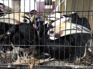 Burung-burung Endemik yang Lucu Ini Diamankan dari Pedagang Gelap