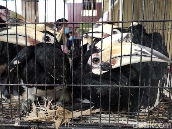 Burung-burung Endemik yang Lucu Ini Diamankan dari Pedagang Gelap