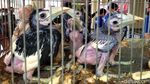 Burung-burung Endemik yang Lucu Ini Diamankan dari Pedagang Gelap