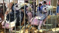Dalam menjalankan modusnya, kedua pelaku membeli burung seharga Rp 100 ribu hingga Rp 300 ribu. Burung-burung dilindungi itu lalu dijual kembali dengan harga Rp 450 hingga Rp 900 ribu.