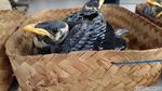 Burung-burung Endemik yang Lucu Ini Diamankan dari Pedagang Gelap