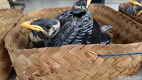 Adapun jenisnya yaitu 13 ekor burung Kangkareng dewasa dan tiga ekor burung Julang Emas dewasa. Kemudian tujuh ekor burung anakan kangkareng, dua ekor anakan julang emas serta 11 ekor burung anakan Beo Tiong Emas.