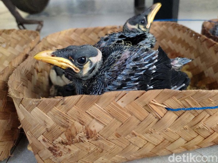 Polres Pandeglang mengungkap kasus perdagangan puluhan burung endemik dilindungi. Pelakunya DH (35) serta LH (21) warga Cimanggu dan Cigeulis, Pandeglang, Banten.