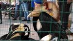 Burung-burung Endemik yang Lucu Ini Diamankan dari Pedagang Gelap