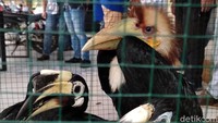 Adapun motif pelaku karena tergiur oleh harga jual burung dilindungi tersebut.
