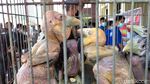 Burung-burung Endemik yang Lucu Ini Diamankan dari Pedagang Gelap