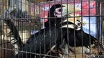 Burung-burung Endemik yang Lucu Ini Diamankan dari Pedagang Gelap