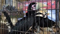 Ancaman hukumannya lima tahun kurungan penjara dan denda Rp 100 juta.