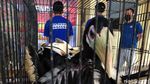 Burung-burung Endemik yang Lucu Ini Diamankan dari Pedagang Gelap