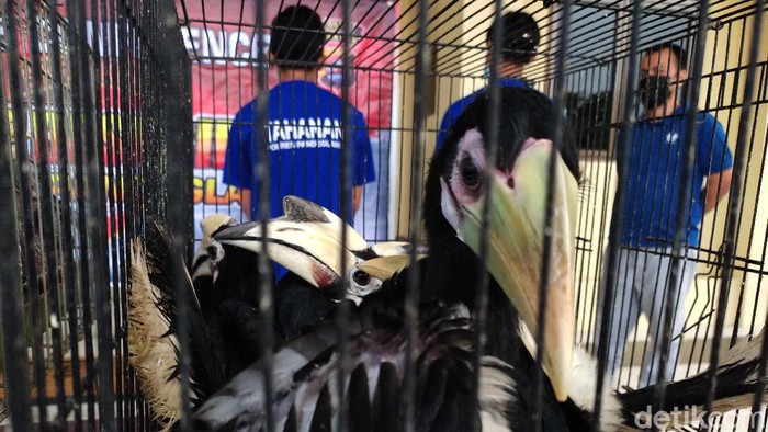 Polisi Amankan Burung Endemik yang Dilindungi Polres Pandeglang mengungkap kasus perdagangan puluhan burung endemik dilindungi. Pelakunya DH (35) serta LH (21) warga Cimanggu dan Cigeulis, Pandeglang, Banten.