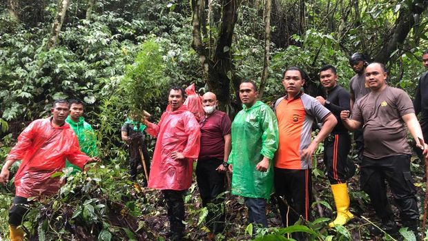 Polisi menemukan sebanyak ratusan batang ganja yang tertanam di hutan adat, Desa Lempur Mudik, Kabupaten Kerinci Jambi. Ratusan tanaman ganja yang belum diketahui pemiliknya itu tertanam di lahan seluas setengah hektare.