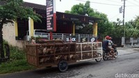 Para peternak tersebut memanfaatkan gerobak motor agar dapat menggembalakan ternak mereka hingga jarak yang jauh.