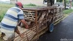 Saat Peternak di Klaten Gembalakan Itik Pakai Gerobak Motor