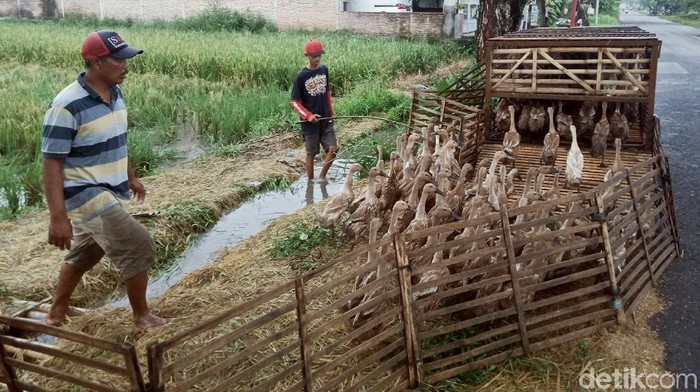 Saat Peternak di Klaten Gembalakan Itik Pakai Gerobak Motor Peternak itik di Klaten manfaatkan gerobak motor untuk gembalakan ternaknya. Dengan gerobak motor, para peternak dapat gembalakan itik hingga jarak yang jauh.