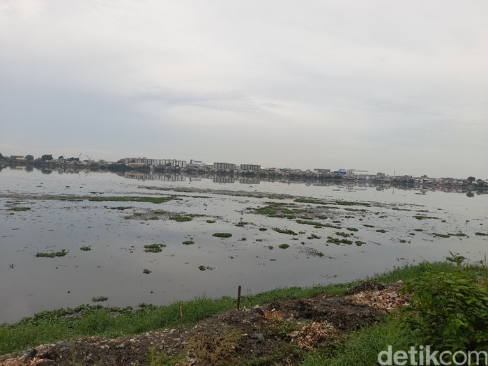 Sampah dan eceng gondok di Waduk Pluit, Jakarta Utara, 5 November 2021, siang. (Marteen Ronaldo/detikcom)