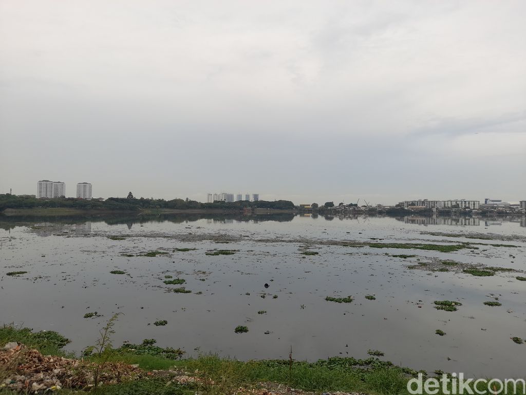Sampah dan eceng gondok di Waduk Pluit, Jakarta Utara, 5 November 2021, siang. (Marteen Ronaldo/detikcom)