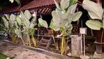 Sluurp! Gurih Berempah Gulai Ikan Kakap di Warung Apung Mak Lika
