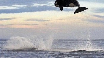 Lompatan paus orca bisa mencapai 4 meter. Foto: Reddit via Brightside