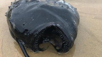 Inilah ikan laut terdalam. Foto: Reddit via Brightside