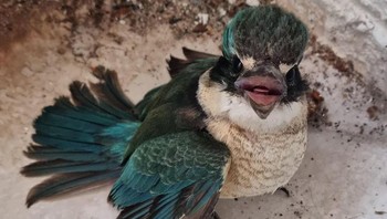 Burung ini punya mulut mirip manusia. Foto: Reddit via Brightside