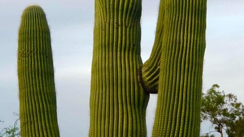 Kaktus mirip brokoli. Foto: Reddit via Brightside