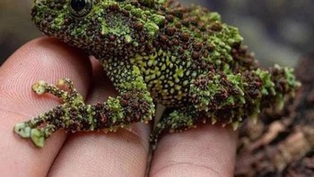 Katak berlumut, Foto: Reddit via Brightside