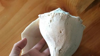 Ukurannya melebihi telapak tangan. Foto: Reddit via Brightside