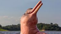 5 Fakta Boto, Lumba-lumba Pink yang Sering Dianggap Mitos