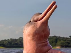 Boto Si Lumba-lumba Pink, di Antara Mitos dan Fakta