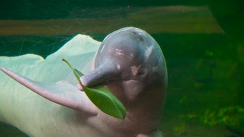 Boto berwarna pink alias merah muda. Meski terlahir abu-abu, jantan dari spesies ini mudah diidentifikasi saat mereka memasuki usia dewasa dengan rona merah muda. Foto: Aquaexpedition