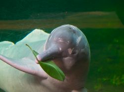 Boto Si Lumba-lumba Pink, di Antara Mitos dan Fakta