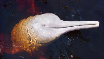 Mereka perlahan berubah menjadi pink seiring dengan bertambahnya usia. Warna akhir yang diperoleh dipengaruhi oleh perilaku, penempatan kapiler, pola makan, dan paparan sinar Matahari. Foto: Aquaexpedition